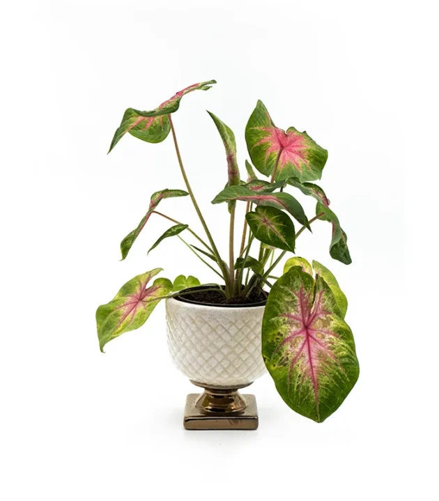 Caladium